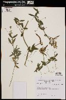 Lathyrus pubescens image