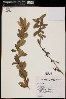 Berberis laurina image