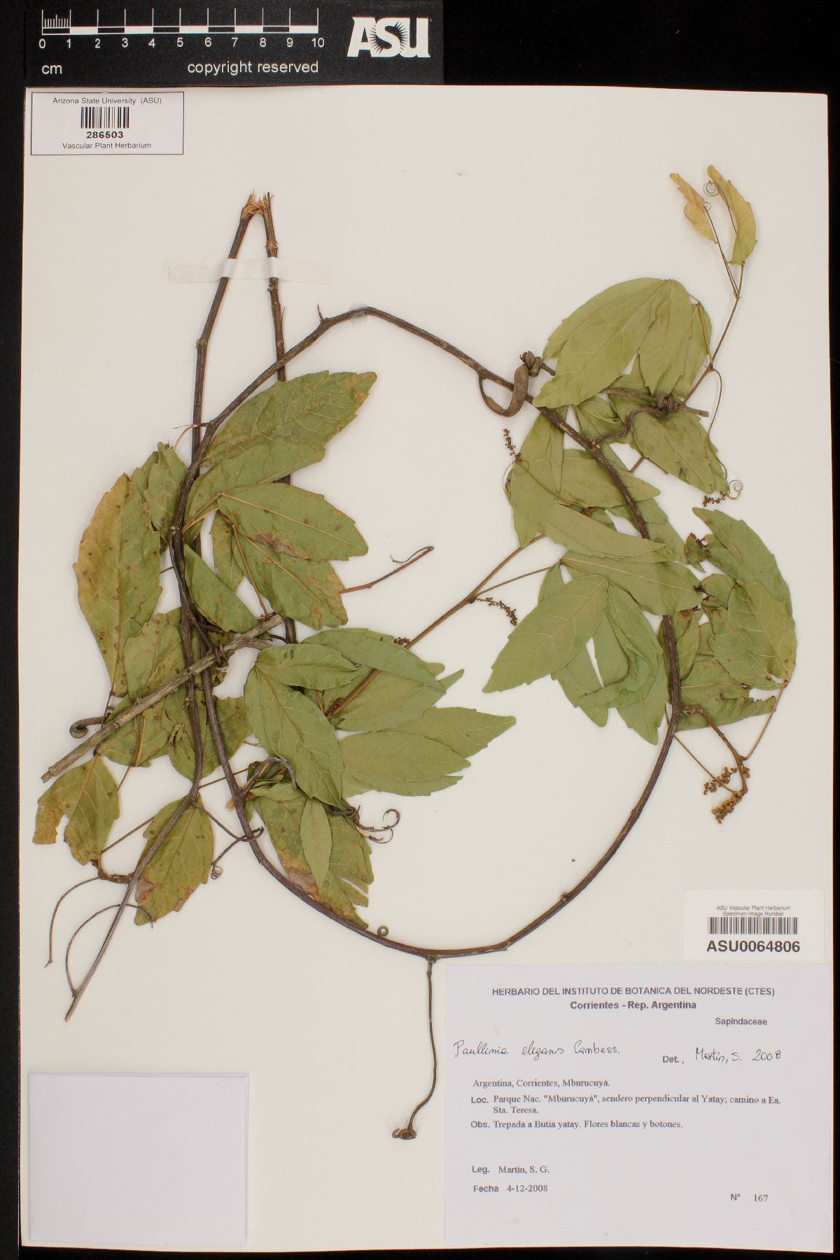 Paullinia elegans image