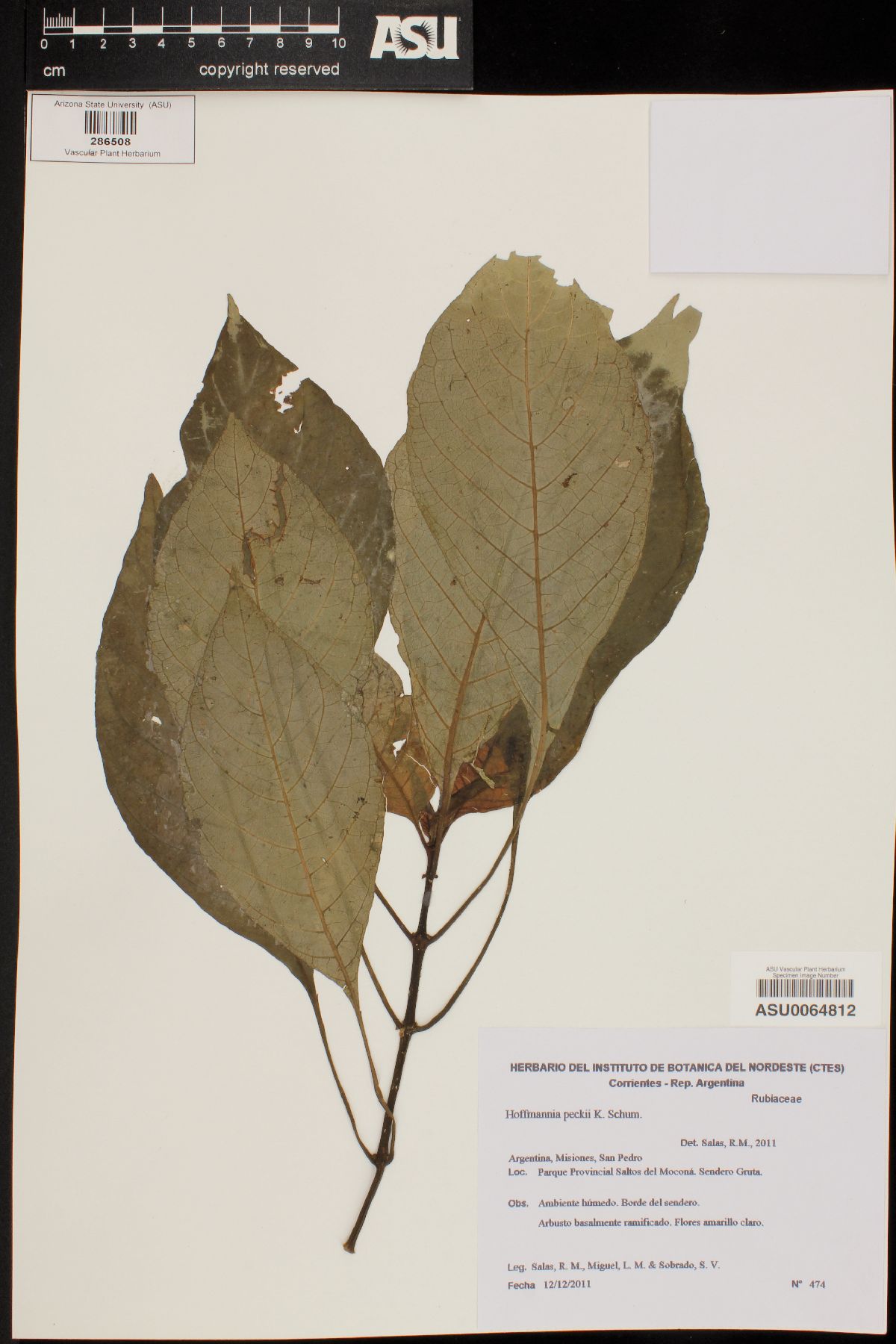 Hoffmannia peckii image