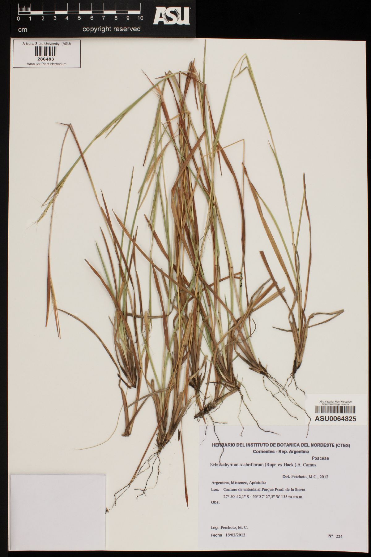 Schizachyrium scabriflorum image