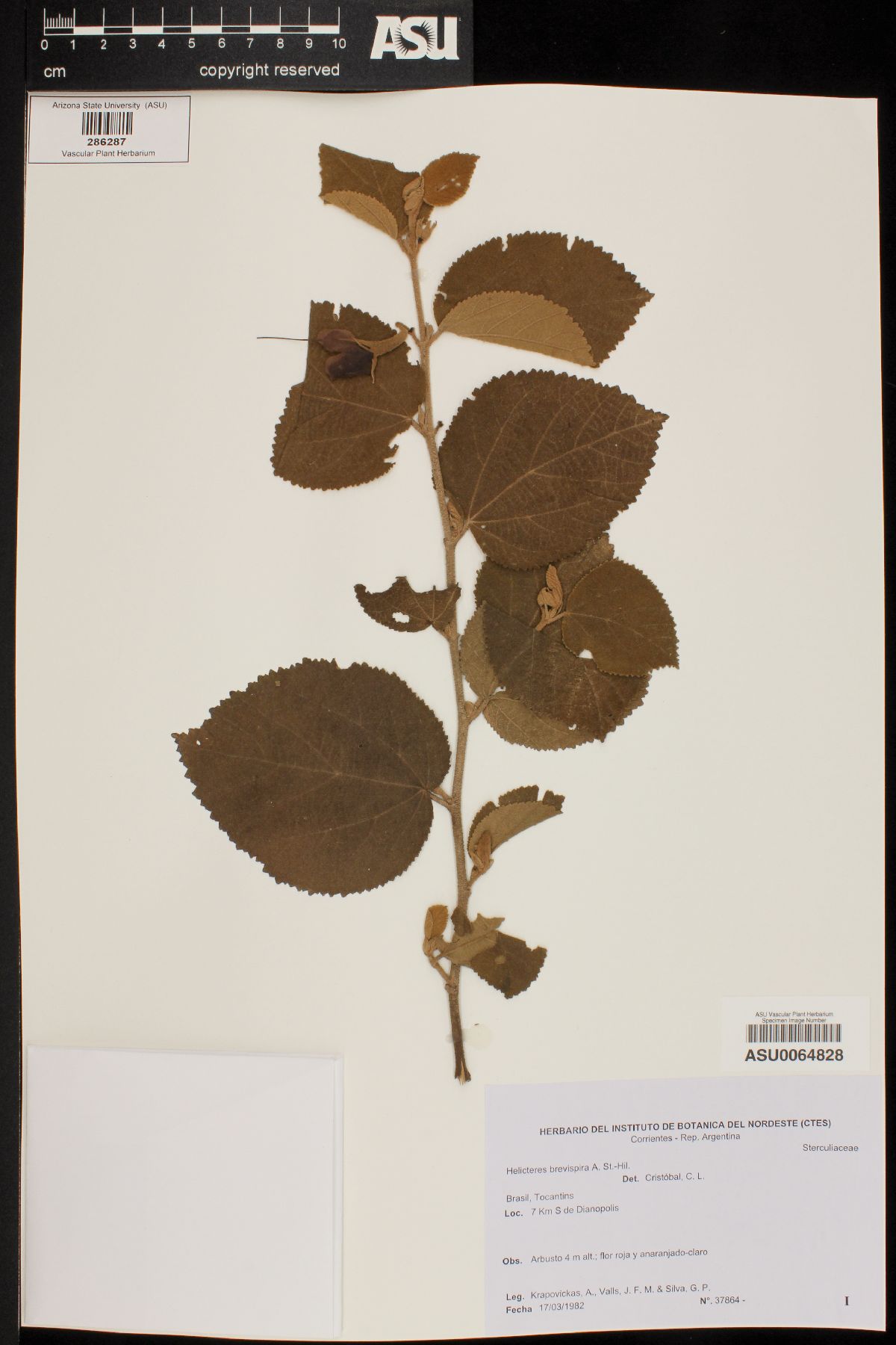 Helicteres brevispira image
