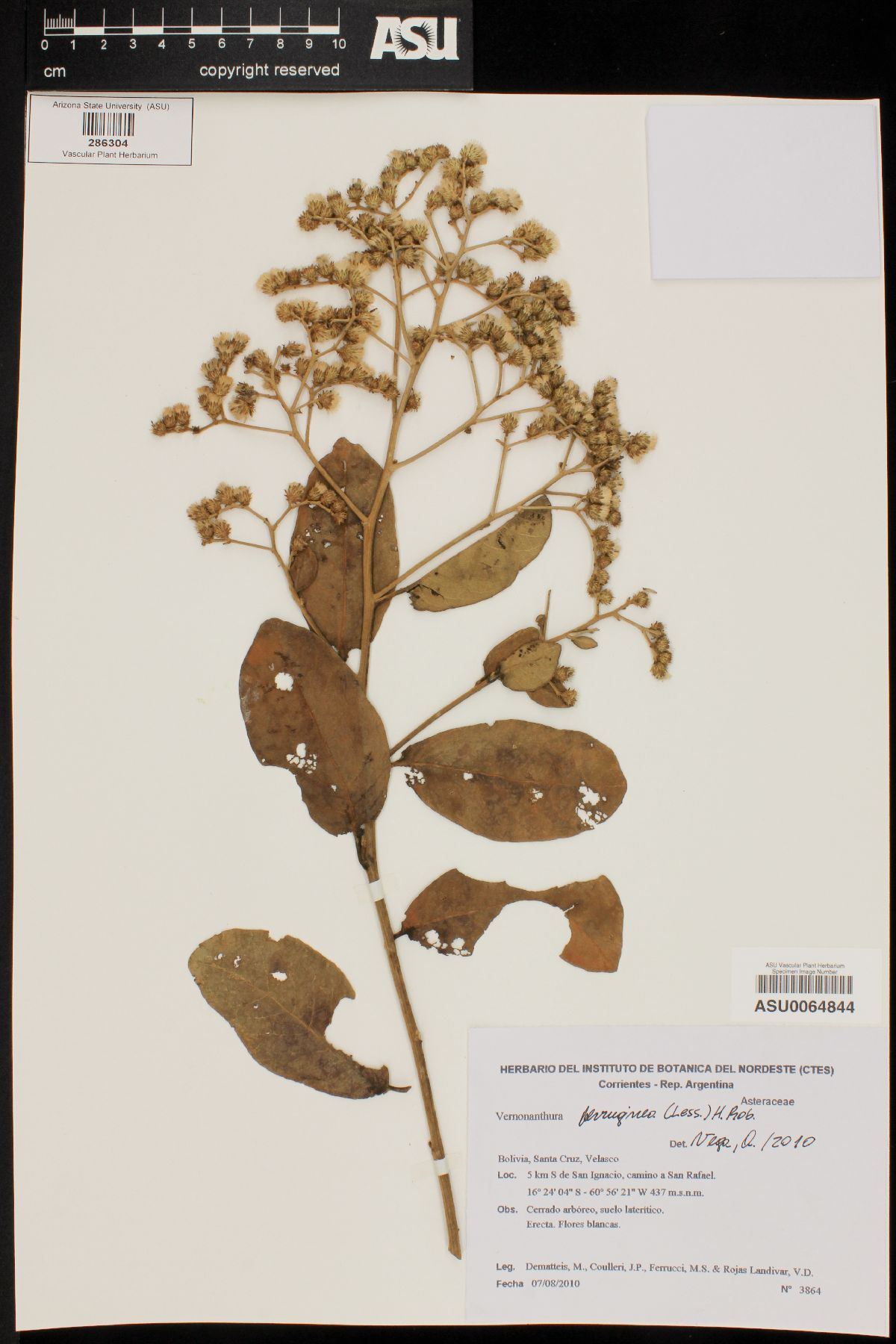 Vernonanthura ferruginea image