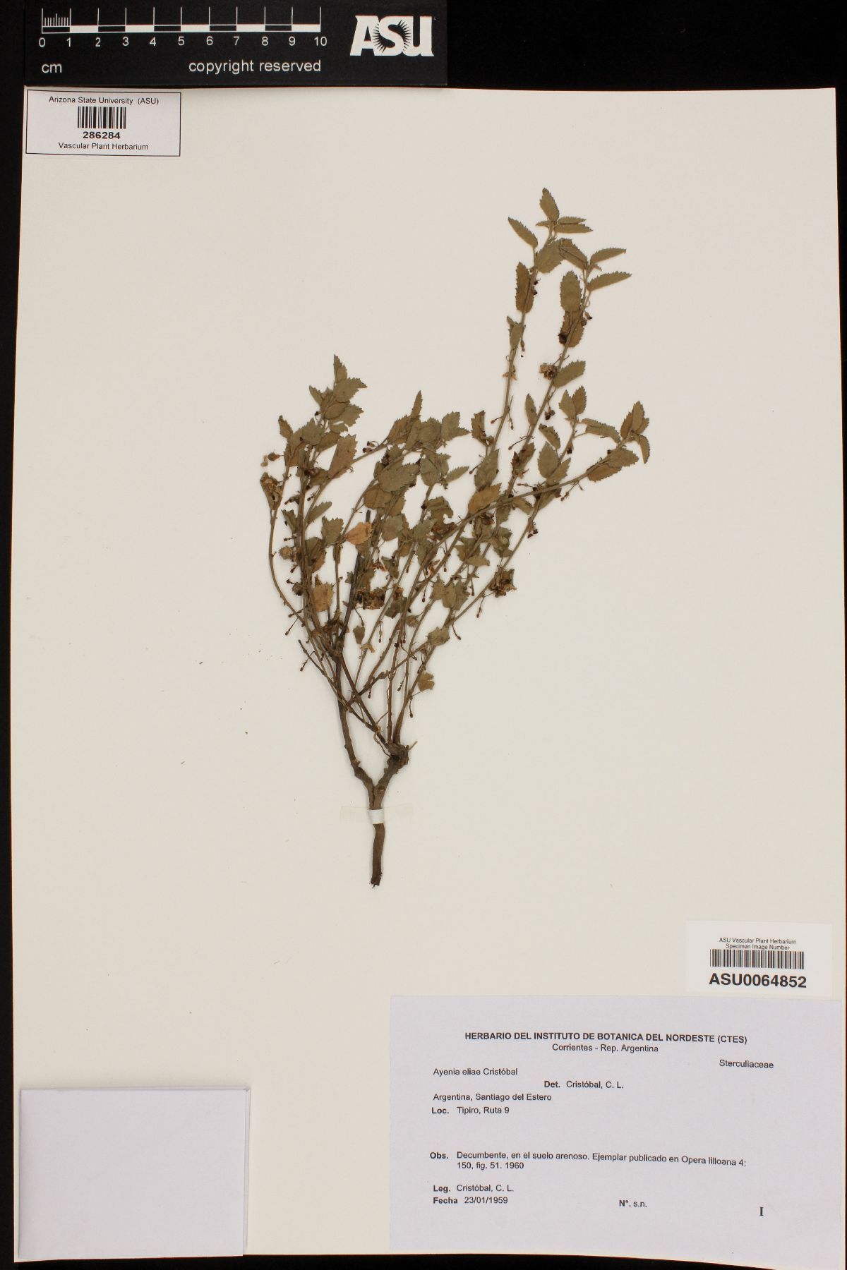 Ayenia eliae image