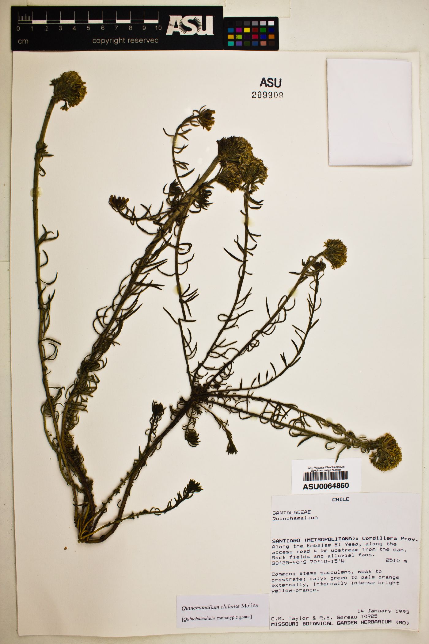 Quinchamalium chilense image