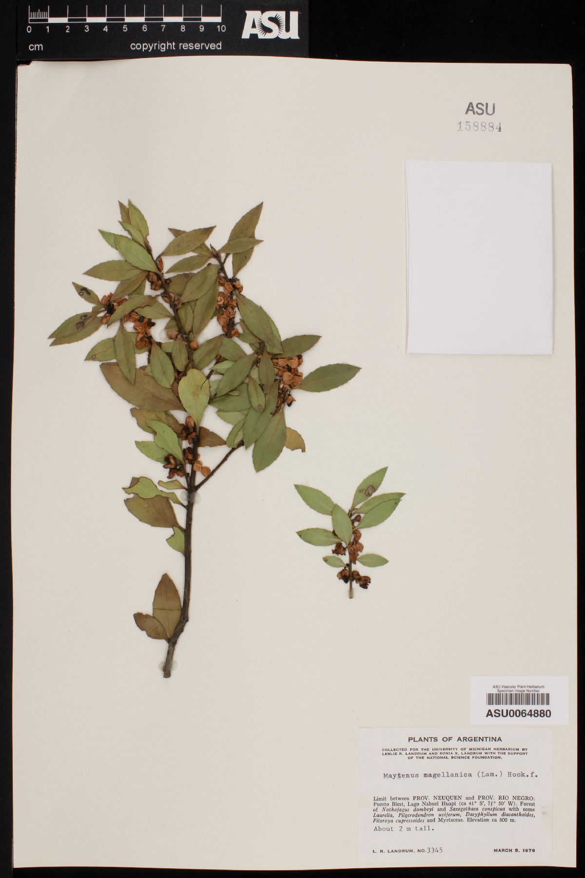 Maytenus magellanica image