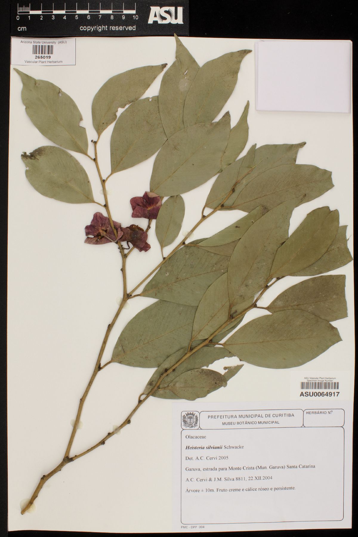 Heisteria silvianii image