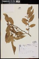 Image of Dulacia pauciflora