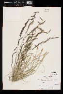 Bouteloua barbata var. rothrockii image