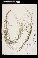 Urochloa arizonica image