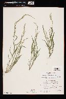 Urochloa arizonica image