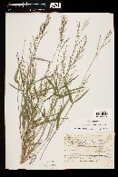 Urochloa arizonica image