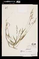 Urochloa arizonica image