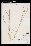 Urochloa fusca image