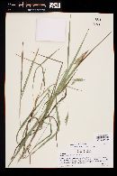 Bromus anomalus image