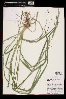 Bromus arizonicus image