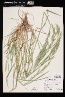 Bromus arizonicus image