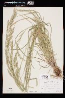 Bromus arizonicus image