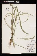 Bromus arizonicus image