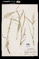 Bromus berteroanus image