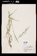 Bromus berteroanus image