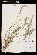 Bromus berteroanus image