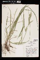 Bromus carinatus image