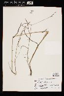 Bromus carinatus image