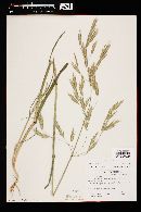 Bromus carinatus image