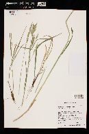 Bromus carinatus image