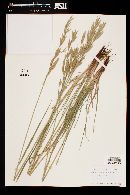 Bromus carinatus image