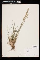 Bromus catharticus image