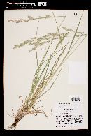 Bromus catharticus image