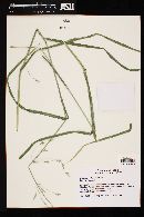 Bromus catharticus image