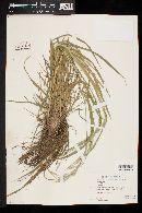 Bromus ciliatus image