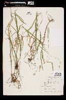 Bromus ciliatus image