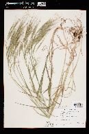 Bromus diandrus image