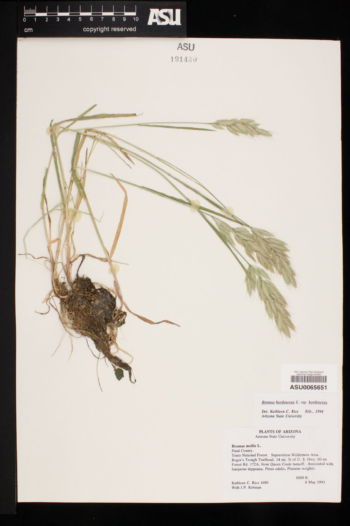 Bromus hordeaceus subsp. hordeaceus image