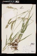 Bromus inermis image