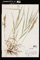 Bromus inermis image