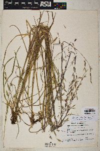 Bromus carinatus image