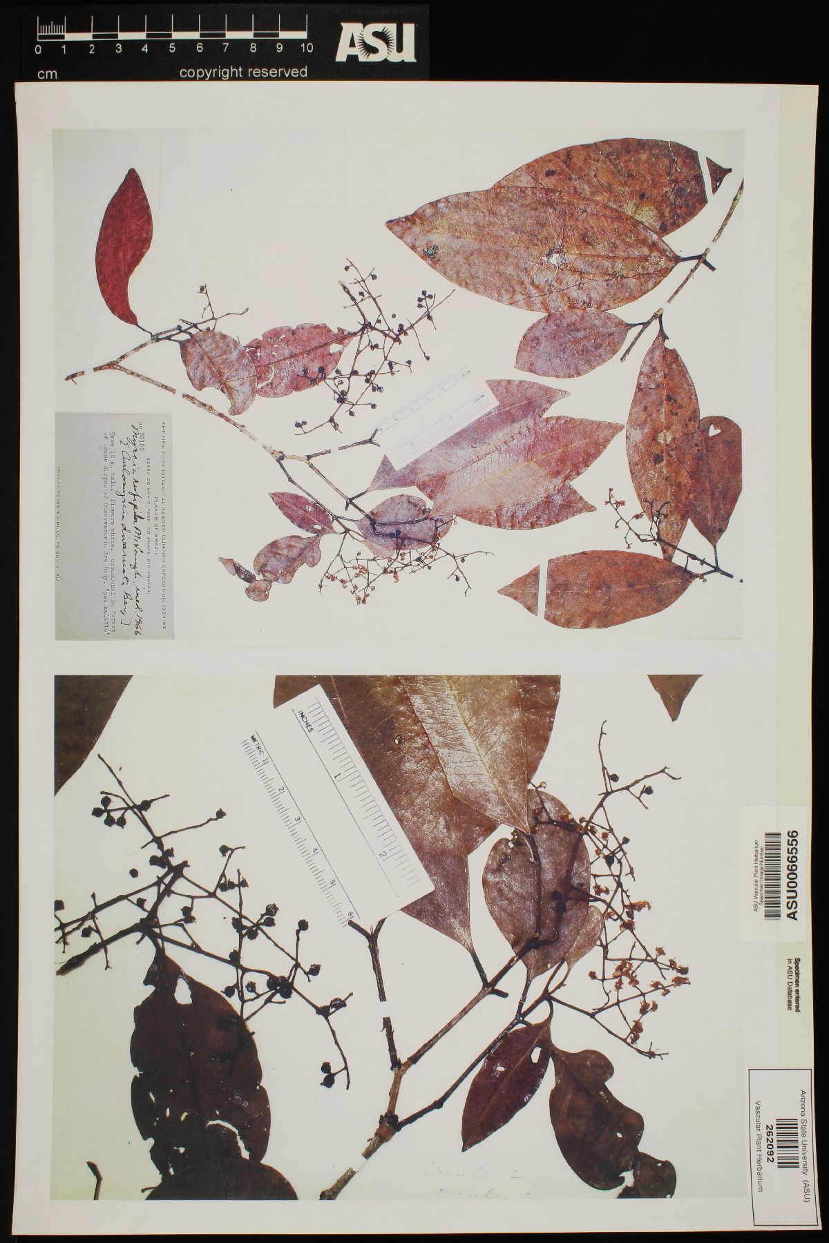 Myrcia rufipila image
