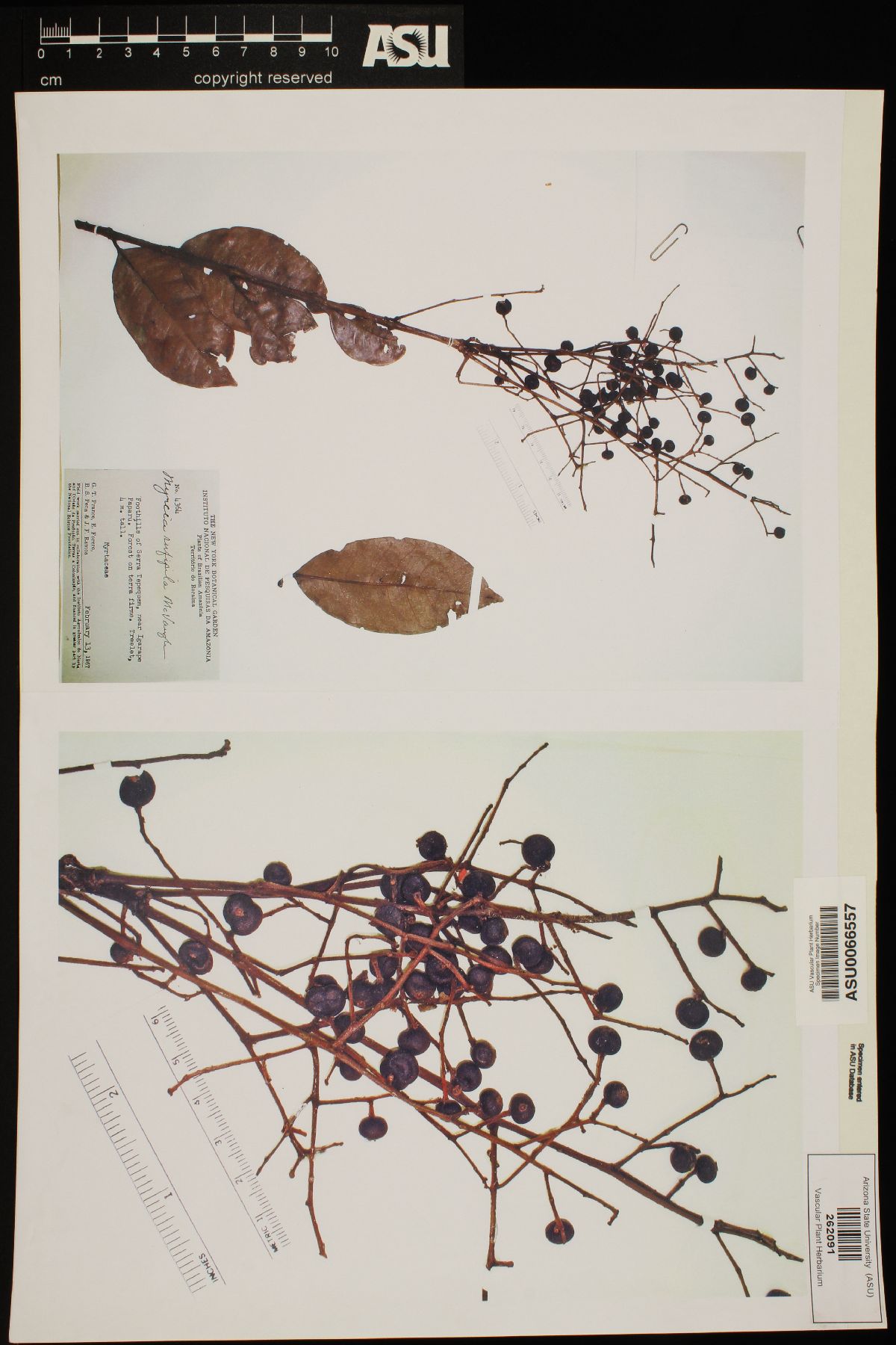 Myrcia rufipila image