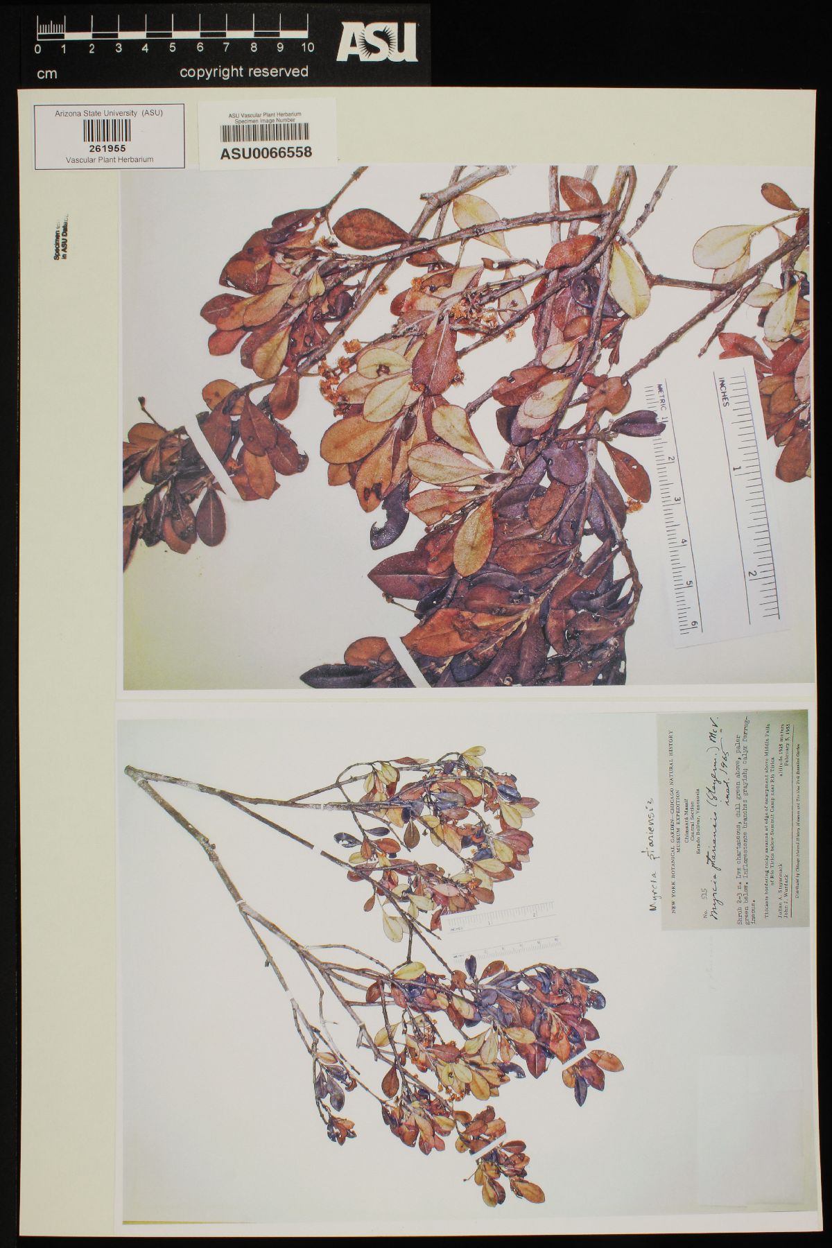 Myrcia ptariensis image