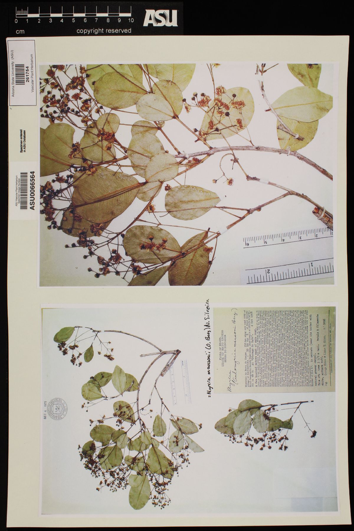 Myrcia mansonii image