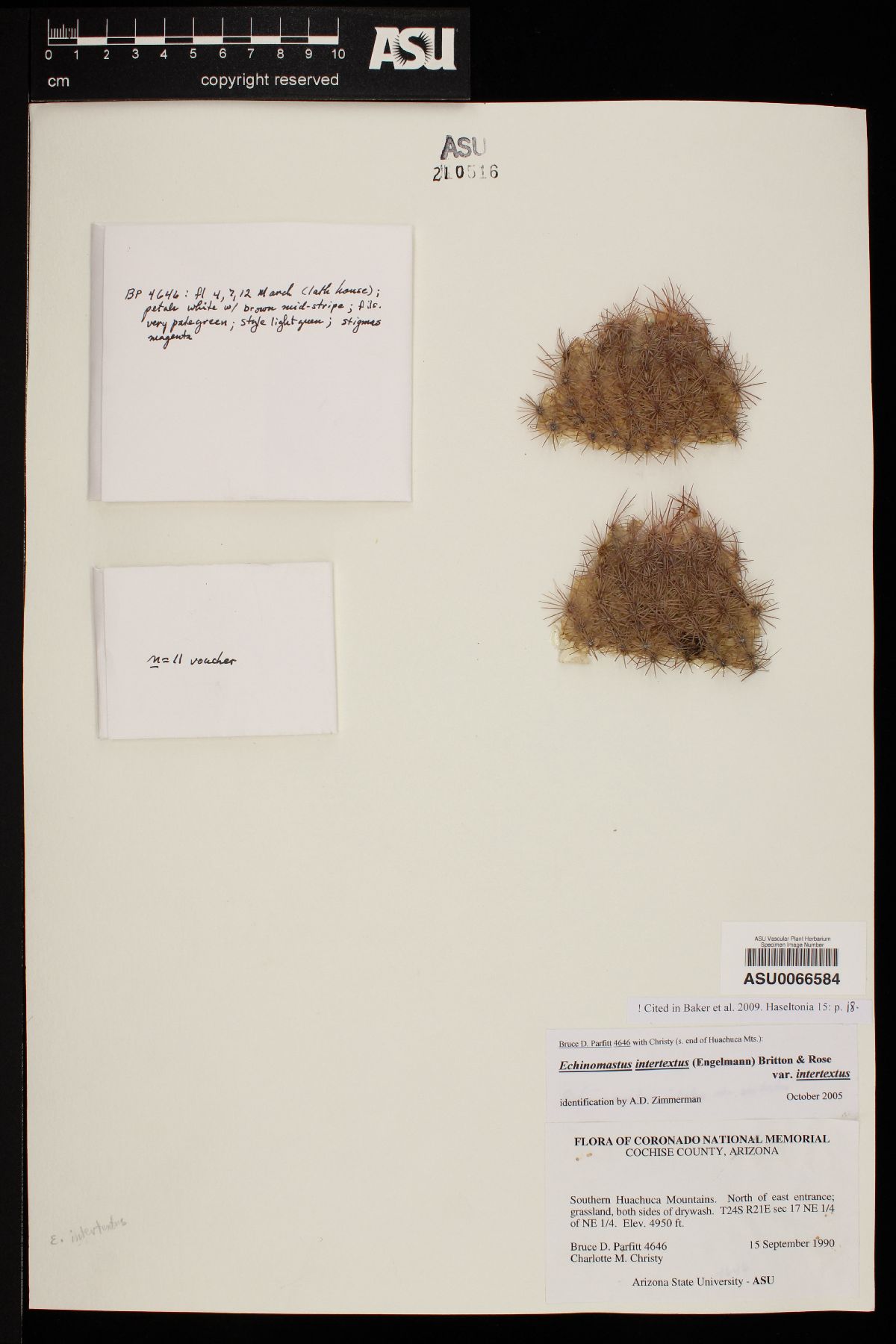 Echinomastus intertextus var. intertextus image