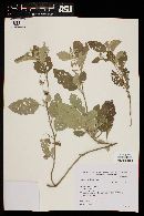 Solanum aridum image