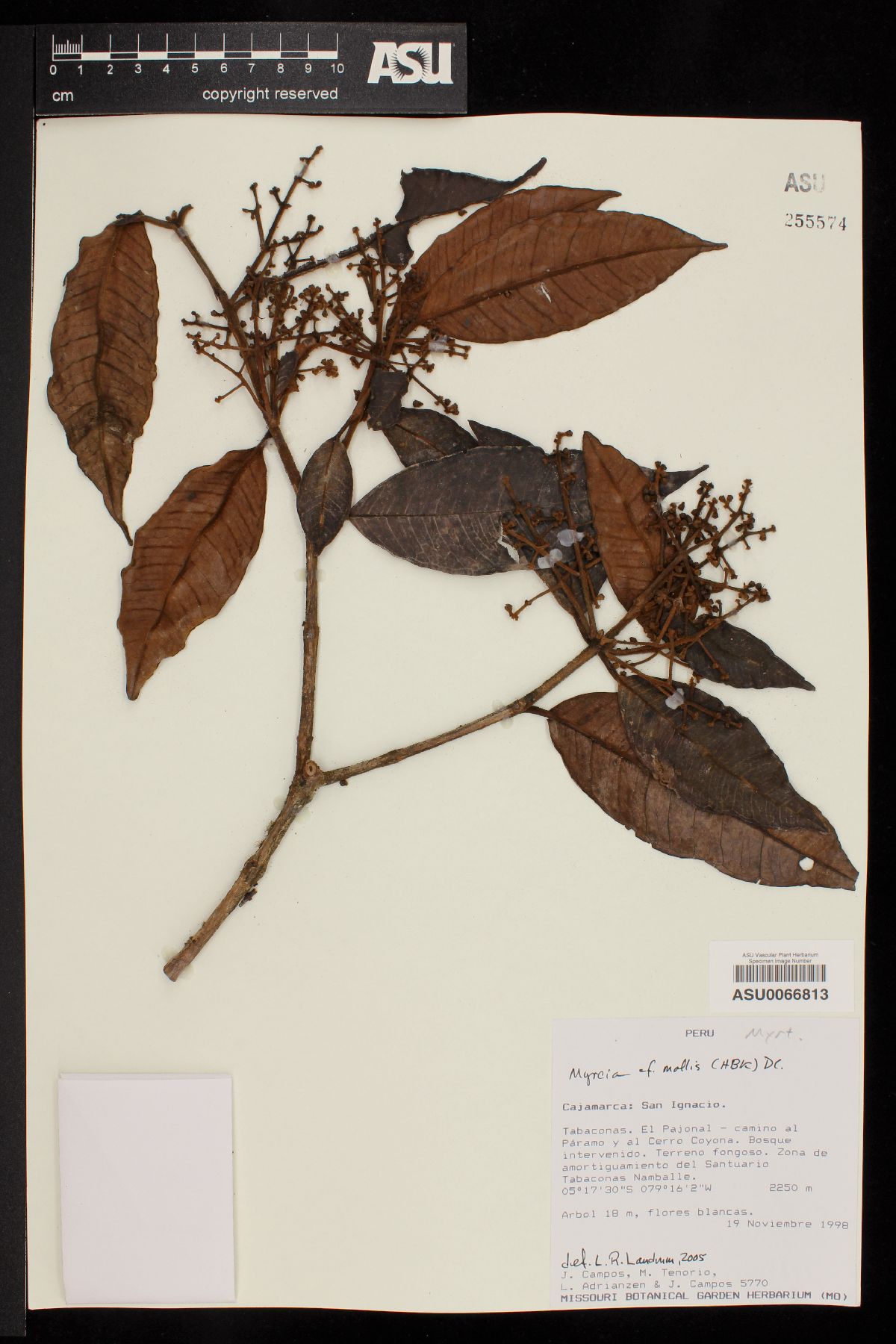 Myrcia mollis image