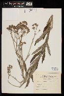 Senecio grisebachii image