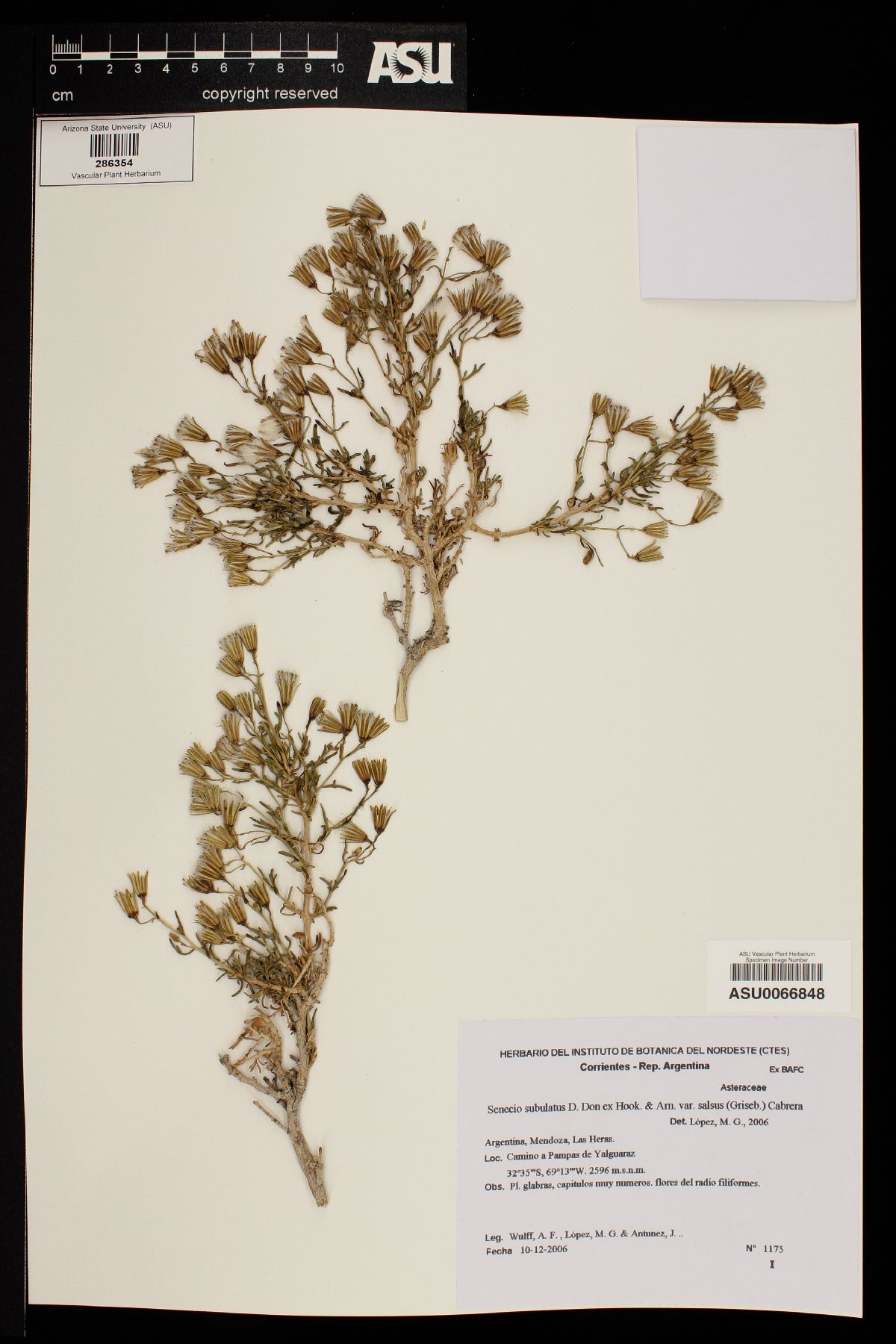 Senecio subulatus var. salsus image